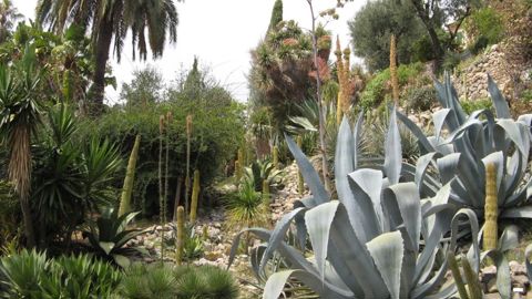 L’université de Gênes et le Jardin botanique Hanbury (en photo), en Italie, sont les chefs de file du projet transfrontalier Monver. ©Vuillerme